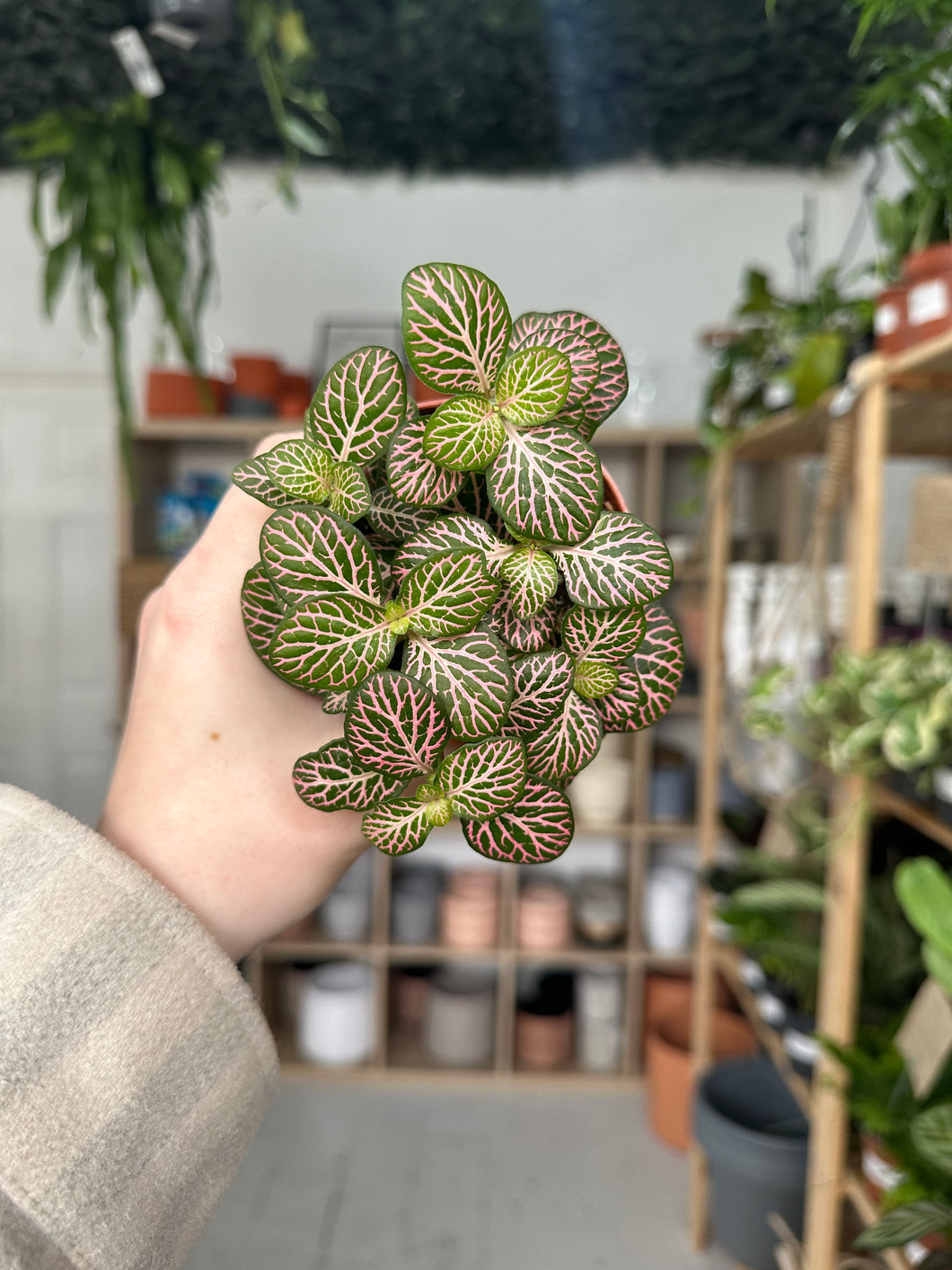 Fittonia Pink and Green ‘Nerve Plant’