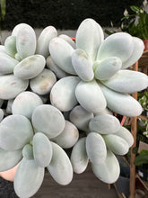 Load image into Gallery viewer, Pachyphytum Oviferum ‘Moonstone succulent’
