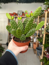 Load image into Gallery viewer, Opuntia Quitensis
