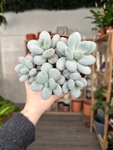Load image into Gallery viewer, Pachyphytum Oviferum ‘Moonstone succulent’
