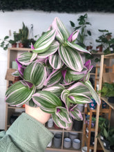 Load image into Gallery viewer, Tradescantia Nanouk
