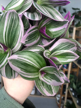 Load image into Gallery viewer, Tradescantia Nanouk
